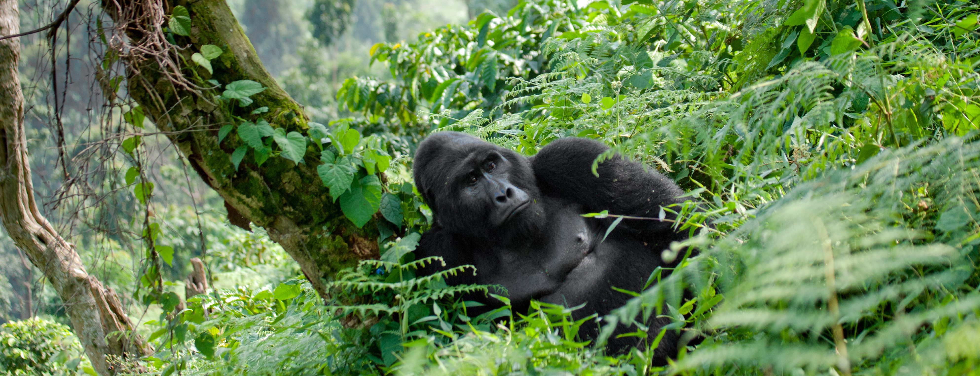 bwindi forest uganda gorilla